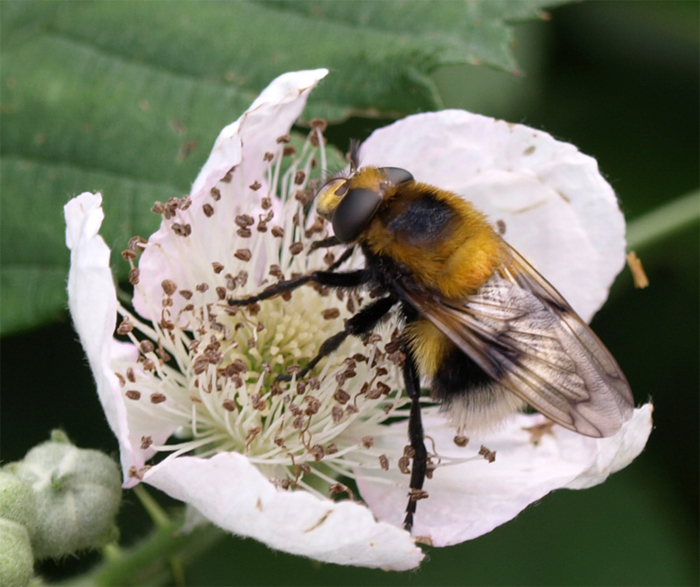Bee-mimicking hoverfly